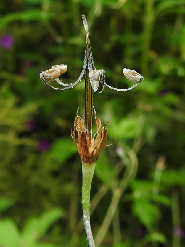Geranium palustre - ojakurjenpolven lohkohedelmässä on viisi kellan- tai vaaleanruskehtavaa, pitkänpyöreähköä, karvaista ja sileää hedelmystä, jotka ovat sijoittuneet säteittäisesti hedelmärangan tyven ulkopuolelle. Hedelmän siemenineen kypsyessä ja kuivuessa siihen latautunut jännite laukeaa, jolloin nokkaosan lohkot kaareutuvat nopeasti ylöspäin ja parhaimmassa tapauksessa sinkoavat niiden tyveen kiinnittyneen hedelmyksen jonkin matkan päähän emokasvista. Usein lohkot kuitenkin jäävät kärjestään kiinni, kuten kuvassa, eikä hedelmys siemenineen heti vapaudu. Kippuraiset lohkot kuitenkin tarttuvat helposti ohi kulkevien eläinten turkkiin ja ihmisten vaatetukseen ja näin kulkeutuvat etäämmälle. Hedelmykset ovat yksisiemenisiä, noin 3,5-4 mm pitkiä ja 2,5 mm paksuja lokeroita. EH, Hämeenlinna, Hauho, Hyömäki, Venehtiantien laide ja laitaoja Tyrnin tilan lähistöllä, 18.8.2025. Copyright Hannu Kämäräinen.