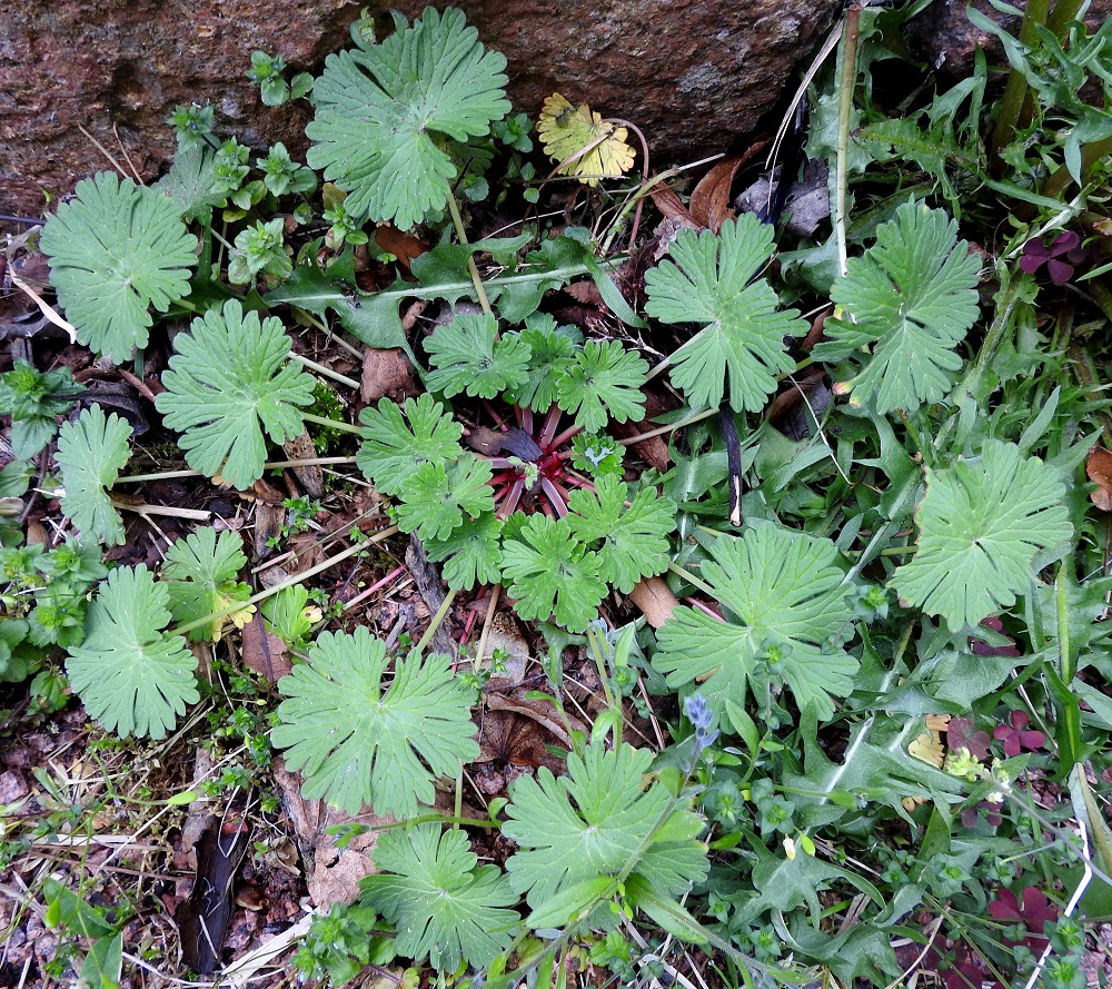 Geranium pusillum - pihakurjenpolvi kasvattaa ensimmäiseksi runsaan aluslehtiruusukkeen, jonka yhteyttämistoiminnan tuoman energian avulla kukkavarret kasvavat hieman myöhemmin. Kuvassa olevalla yksilöllä ruusuke näyttää olevan jopa kaksisarjainen. Tyvilehtien ruoti on useimmiten noin 5-15 cm pitkä. Ruodin pituusvaihtelun avulla jokainen lehtilapa saa oman, esteettömän annoksensa aurinkoa. Varsien kasvaessa pituutta varsilehdet ottavat yhteyttämisvastuun, ja varjoon jäävät tyvilehdet kuihtuvat vähitellen pois. A, Hammarland, Kattby, kirkkotarha, kirkon eteläsivu, soramaa pengerretyn nurmialueen tukimuurin tyvellä, 22.5.2025. Copyright Hannu Kämäräinen.