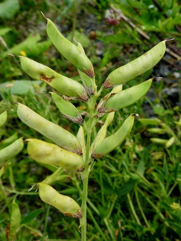 Lathyrus pratensis - niittynätkelmän palkohedelmä on muuten aika suorasivuinen mutta alareunan päistään kaareva ja kypsyessään ensin kellanvihreä sekä lopulta musta. Se on täysikasvuisena tavallisesti noin 20-40 mm pitkä, litteähkö ja leveämmältä sivultaan noin 5-6 mm leveä. Palossa on usein yli kymmenen pallomaista siementä. EH, Hämeenlinna, Majalahti, Louhoksentien varren maanläjitysalue, eteläpään laitarinne, 26.6.2024. Copyright Hannu Kämäräinen.