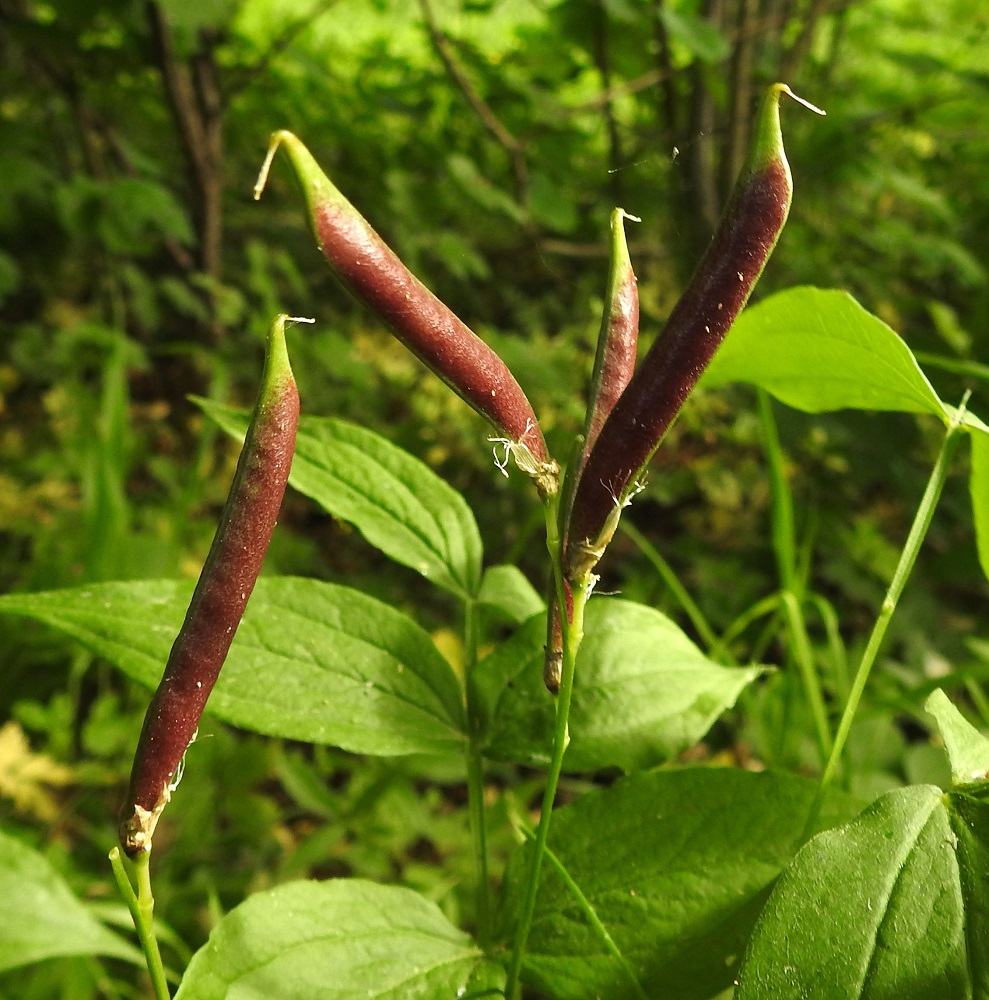 Lathyrus vernus - kevätlinnunherneen sikiäimestä kehittyy palkohedelmä, joka on lähes suorasivuinen mutta päästään kapean suippokärkinen, kalju ja kypsyessään ensin punaruskea. Se on täysikasvuisena tavallisesti noin 40-60 mm pitkä, pulleahko ja leveämmältä sivultaan noin 5-8 mm leveä. Sen kärjessä säilyy pitkään otana kuivunut emin vartalo. Palkojen tyvellä ovat nähtävissä yhdiskasvuisten heteiden jäänteet. A, Finström, Bastö, koilliskulma, Ekudden, tammi- ja saarnivaltainen niemi, lehtoinen rantametsikkö ja -niitty, 18.6.2023. Copyright Hannu Kämäräinen.
