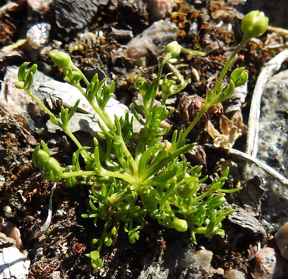 Sagina procumbens - rentohaarikon nuorissa yksilöissä on lehtiruusuke, joka usein lakastuu myöhemmin. Ruusukelehdet ovat lähes tasasoukan äimämäiset ja yleensä otakärkiset. Ne ovat tavallisesti noin 5-20 mm pitkät ja noin 0,5-1 mm leveät. EH, Kouvola, Kuusankoski, Voikkaa, vanha, suurimmaksi osaksi pois käytöstä oleva ratapiha-alue, länsipään sorakenttä, 22.6.2020. Copyright Hannu Kämäräinen.