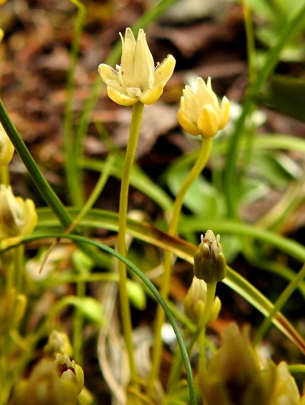 Sagina saginoides - tunturihaarikon kodan kypsyttyä verholehdet aukeavat taas sivulle siirottaviksi. Vaalean läpinäkyvä kota avautuu kärjestä päin viisiliuskaisesti. Siemenet ovat tylpän kolmikulmaiset tai pyöreähköt, punaruskeat ja läpimitaltaan noin 0,3-0,4 mm. EnL, Enontekiö, Kilpisjärvi, Saanan kaakkoispää, lounainen alarinne luonnonsuojelualueen alalaidassa (rajaa ei merkitty maastoon), jyrkästi nouseva paljakkarinne yhtenäisen tunturikoivikon yläpuolella, n. 680 m mpy, 19.7.2023. Copyright Hannu Kämäräinen.