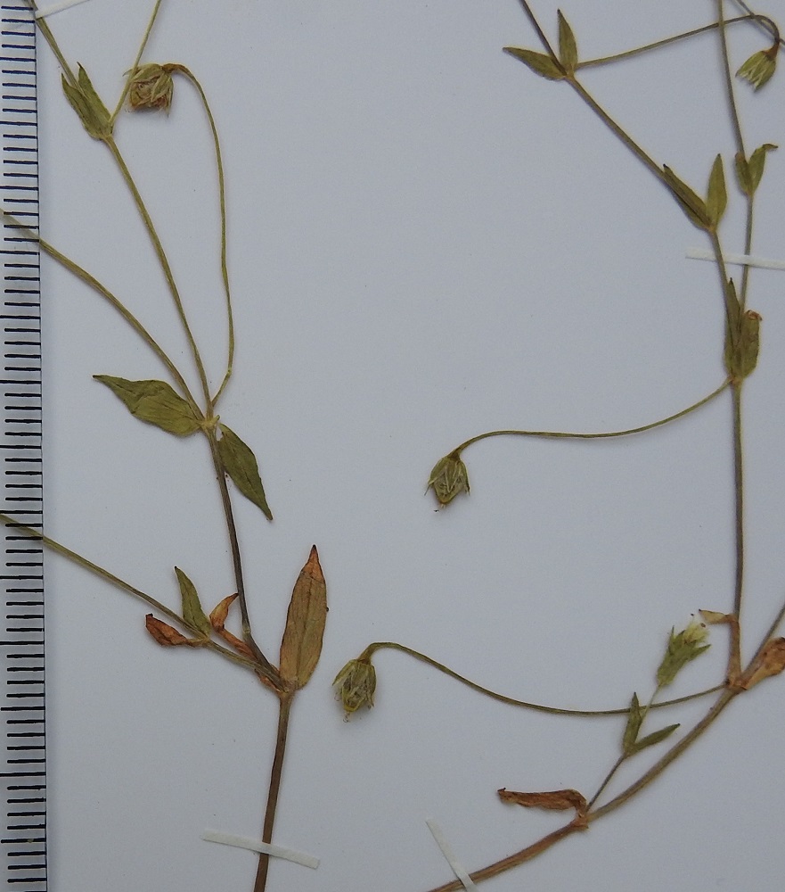 Stellaria crassifolia - lettotähtimön hedelmä on munanmuotoinen, noin 4-5 mm pitkä ja noin 2,5-3 mm leveä kota, joka on vihertävä tai ruskehtava ja selvästi verholehtiä pitempi. Se avautuu kuusiliuskaisesti. Perä yleensä pitenee hedelmävaiheessa noin 25-30 mm pitkäksi. Kn, Vaala, Neittävä, Kiiskeroisentien länsipuolella oleva Likainen-niminen lampi, lammen kapea eteläpää, nykyinen luonnonsuojelualue, 10.7.1999. Kuva näytteestä, copyright Hannu Kämäräinen.