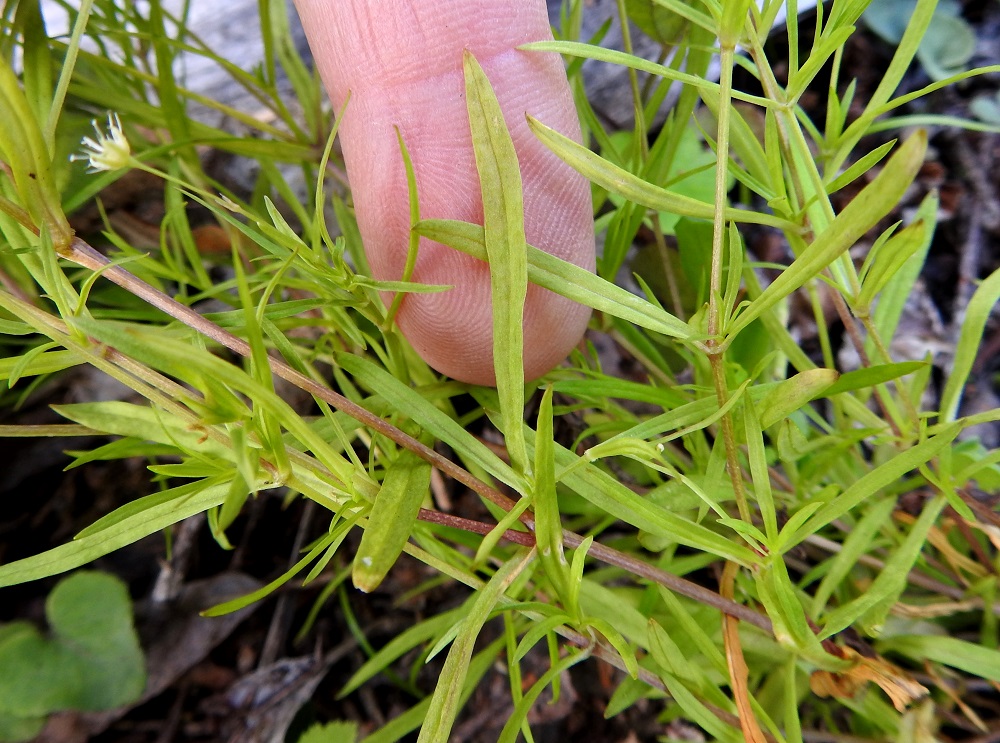 Stellaria longifolia - metsätähtimön lehdet ovat tieteellisestä nimestään huolimatta tavallisesti vain noin 15-30 mm pitkät ja leveimmältä kohtaa noin 1-4 mm leveät. Niiden levein kohta sijoittuu lehden puolivälin kärkipuolelle. Copyright Hannu Kämäräinen.