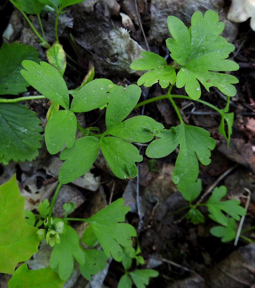 Adoxa moschatellina - (lehto)tesmayrtin aluslehtien (kuvassa oikealla) ja varsilehtien (kuvassa vasemmalla) lehdyköiden koossa, lehdykkärakenteessa, ulkomuodossa ja liuskoittumisessa on samalla kasvupaikallakin suuri vaihteluväli. Siksi tesmayrtin tunnistaminen voi toisinaan olla vaikeaa pelkästään harvojen, yksittäisten ja epätyypillisten aluslehtien perusteella. Ne myös helposti hukkuvat esimerkiksi valko- ja keltavuokon lehtien sekaan tai muuhun maapohjan vihreyteen. 1.6.2025. Copyright Hannu Kämäräinen.