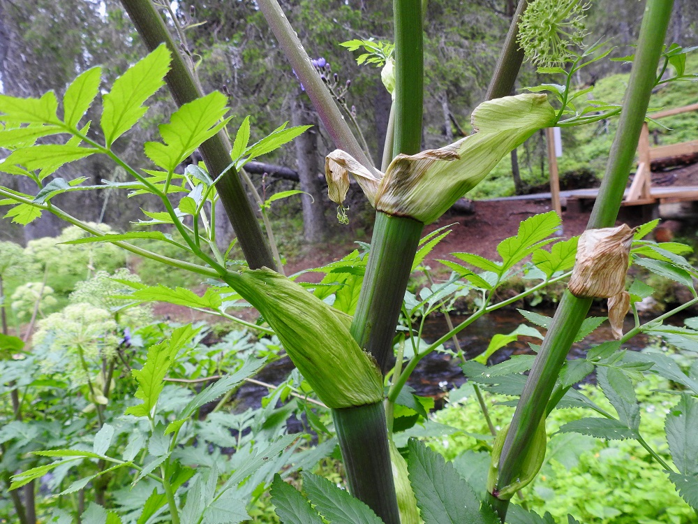 Angelica archangelica subsp. archangelica - pohjanväinönputken varren yläosassa kaikki lehdet ovat haarojen hankalehtiä, ja niiden pieni lapa kasvaa suoraan, ilman ruotia, kookkaan ja väljän lehtitupen reunasta. Ylimmissä lehtitupissa lapa usein puuttuu kokonaan. Varsi on ontto mutta nivelten kohdalta täyteinen. Se on pieniuurteinen ja kalju. 20.7.2023. Copyright Hannu Kämäräinen.