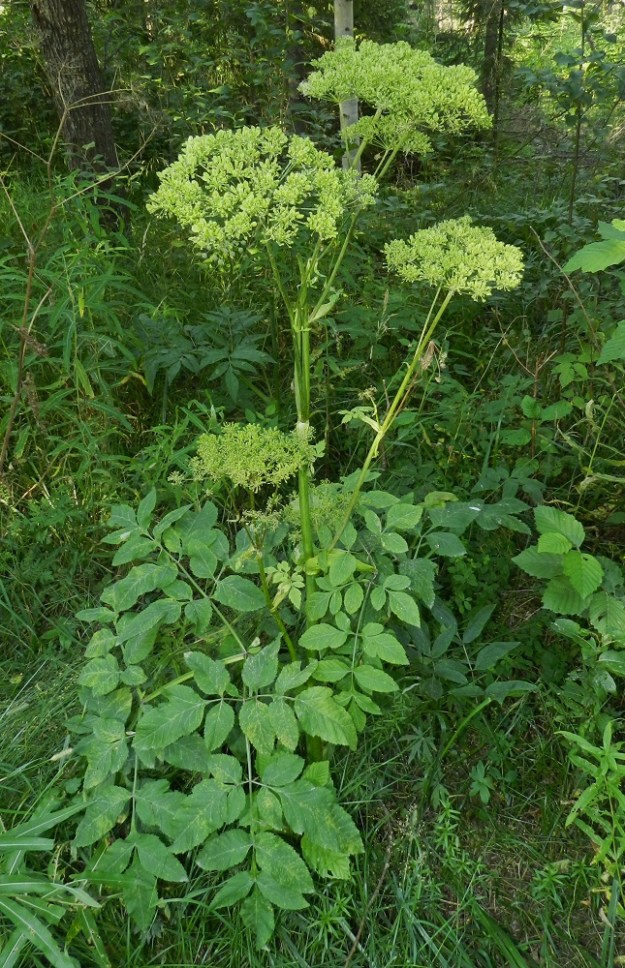 Angelica sylvestris - (niitty)karhunputken elämänkierto on hidastempoista. Siementaimen kehitys kukkivaksi kasviksi kestää noin kymmenen vuotta. Pitkä kukintaenergian keräysaikakaan ei läheskään aina takaa runsasta siementuottoa. Toisinaan vain varren kärjessä oleva pääsarja tuottaa kunnolla lohkohedelmiä. Kuvassa olevalla yksilöllä sen sijaan lähes kaikki kukintosarjat ovat täynnä kehittyneitä hedelmiä. Kukintavuoden jälkeen yksilö jää talventörröttäjäksi ja kuolee juuristoaan myöten. Tämä kasvutapa aiheuttaa sen, että yleisyydestään huolimatta karhunputken kukintovarret kasvavat lähes aina harvakseen yksittäin tai muutamien varsien ryhminä. EH, Hämeenlinna, Majalahti, Hirsimäki, metsässä kulkevan maakaasulinjan pohja Louhoksentien koillispuolella, 17.8.2012. Copyright Hannu Kämäräinen.