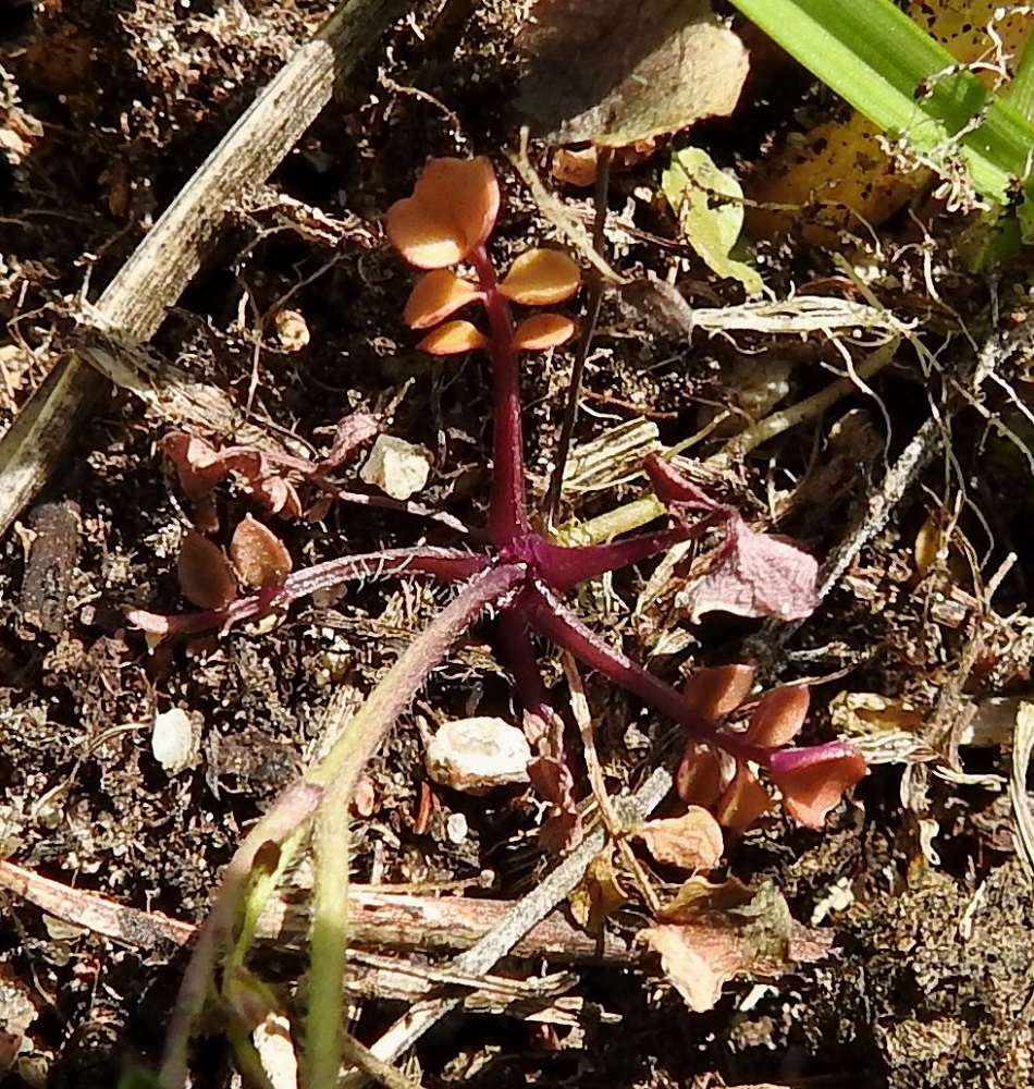 Cardamine hirsuta - mäkilitukan ruusukelehdet voivat olla myös hyvin pienet ja paahteisella paikalla punasävyiset sekä aikaisin lakastuvat. A, Lemland, Nåtö, saaren pohjoisosan itälaita, luonnonsuojelualue, Själskata, kallioisen niemekkeen rantaketo, 18.5.2025. Copyright Hannu Kämäräinen.