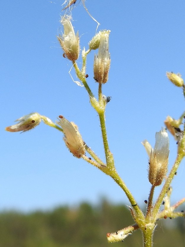 Cerastium glutinosum - tahmahärkin siementen kypsyttyä kota on muuttunut aivan läpikuultavan kalvomaiseksi. Se avautuu kärjestään 10-liuskaisesti. Siemenet ovat pyöreähköt, vaaleanruskeat ja läpimitaltaan noin 0,5-0,6 mm. Tuulen heilutellessa varsia siemenet lentelevät avoimesta kodan kärjestä ympäriinsä. Jotkut niistä myös tarttuvat liimamaisen tahmeisiin nystykarvoihin. A, Eckerö, Skag, Kråkskärin länsilaita, tasainen rantakallioalue Skagvägenin pikkutien pohjoispäässä, kahden rantavajan välinen alue, rantaan vievän hiekkatieuran laide, 21.6.2023. Copyright Hannu Kämäräinen.