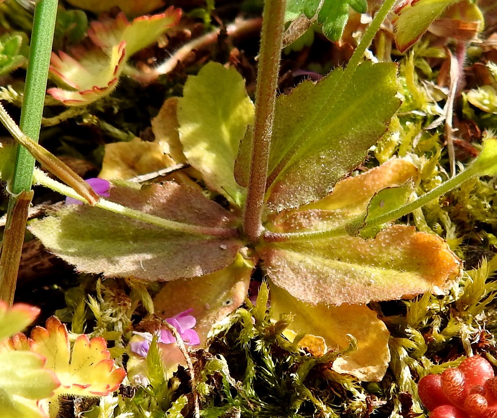 Drabella muralis - vallikynsikön ruusukelehdet ovat lähes tai aivan ruodittomat, soikeat tai vastapuikeat, kiilatyviset ja hammaslaitaiset sekä tavallisesti noin 10-25 mm pitkät ja leveimmältä kohtaa noin 5-10 mm leveät. Ne ovat vihreät tai paahteisilla paikoilla jossain määrin punaruskeat ja molemmin puolin tiheästi tähtikarvaiset sekä erityisesti laidoiltaan myös hapsikarvaiset. Kuvassa oleva yksilö on jo tyveltä alkaen haarova. Ruusukelehtien päällä ovat alimpien haarojen hankalehdet, jotka ovat ruusukelehtiin ja ylempiin varsilehtiin nähden välimuotoisia. 18.5.2025. Copyright Hannu Kämäräinen.