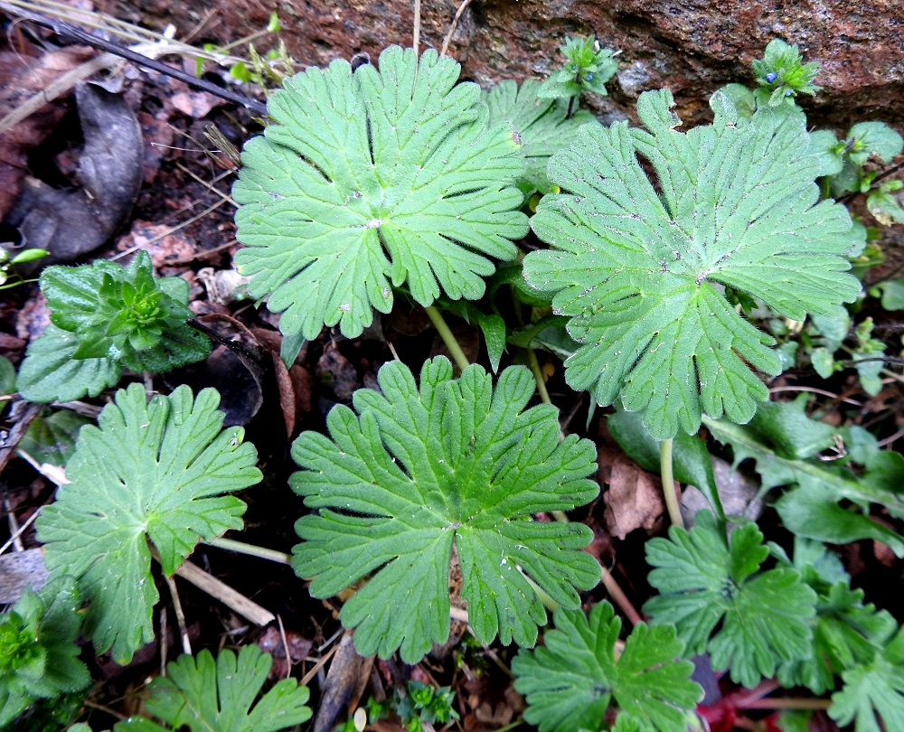 Geranium pusillum - pihakurjenpolven tyvilehtien lapa on ulkokehältään pyöreämuotoinen, tyviloveltaan kapea, kourasuoninen ja 5-7-liuskaisesti sormijakoinen sekä tavallisesti noin 1,5-5 cm läpimitaltaan. Pääliuskat ovat kapeamman tai leveämmän vastapuikeat, kiilatyviset ja kärkiosastaan lyhyehkösti kapealiuskaiset ja toisinaan myös halkoiset. Kärkiliuskoja on yleisimmin kolme, mutta määrä vaihtelee kuitenkin kahdesta viiteen, ja ne ovat useimmiten noin 2-7 mm pitkät sekä pyöreäkärkiset. A, Hammarland, Kattby, kirkkotarha, kirkon eteläsivu, soramaa pengerretyn nurmialueen tukimuurin tyvellä, 22.5.2025. Copyright Hannu Kämäräinen.