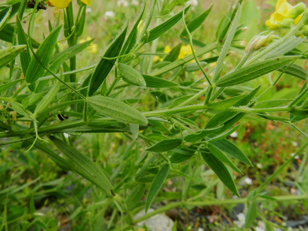 Lathyrus pratensis - niittynätkelmän lehdet ovat ruodilliset, korvakkeelliset ja varrella kierteisesti. Lehtiruoti on useimmiten noin 10-30 mm pitkä. Lehtilapa muodostuu yhdestä vastakkaisesta lehdykkäparista, jonka jatkeena on tarttumakärhi. EH, Hämeenlinna, Majalahti, Louhoksentien varren maanläjitysalue, kaakkoispää, vanhan täyttöalueen tasattu, niityksi muuttunut lakialueen laita, 8.7.2012. Copyright Hannu Kämäräinen.