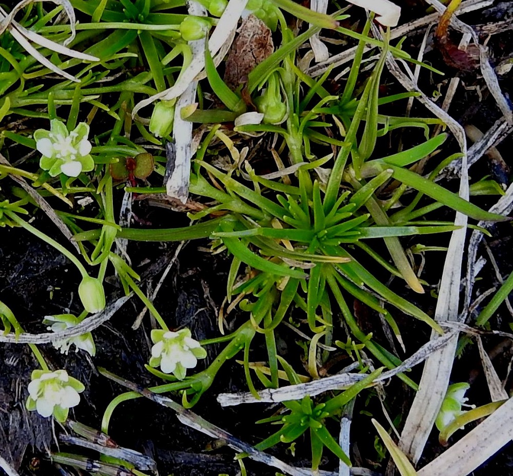 Sagina saginoides - tunturihaarikon tyvellä on monilehtinen ruusuke. Ruusukelehdet ovat äimämäiset, tasaisesti teräväksi kärjeksi suippenevat ja kaljut. Ne ovat tavallisesti noin 7-25 mm pitkät ja leveimmältä kohtaa noin 0,5-1 mm leveät. 6.7.2025. Copyright Hannu Kämäräinen.