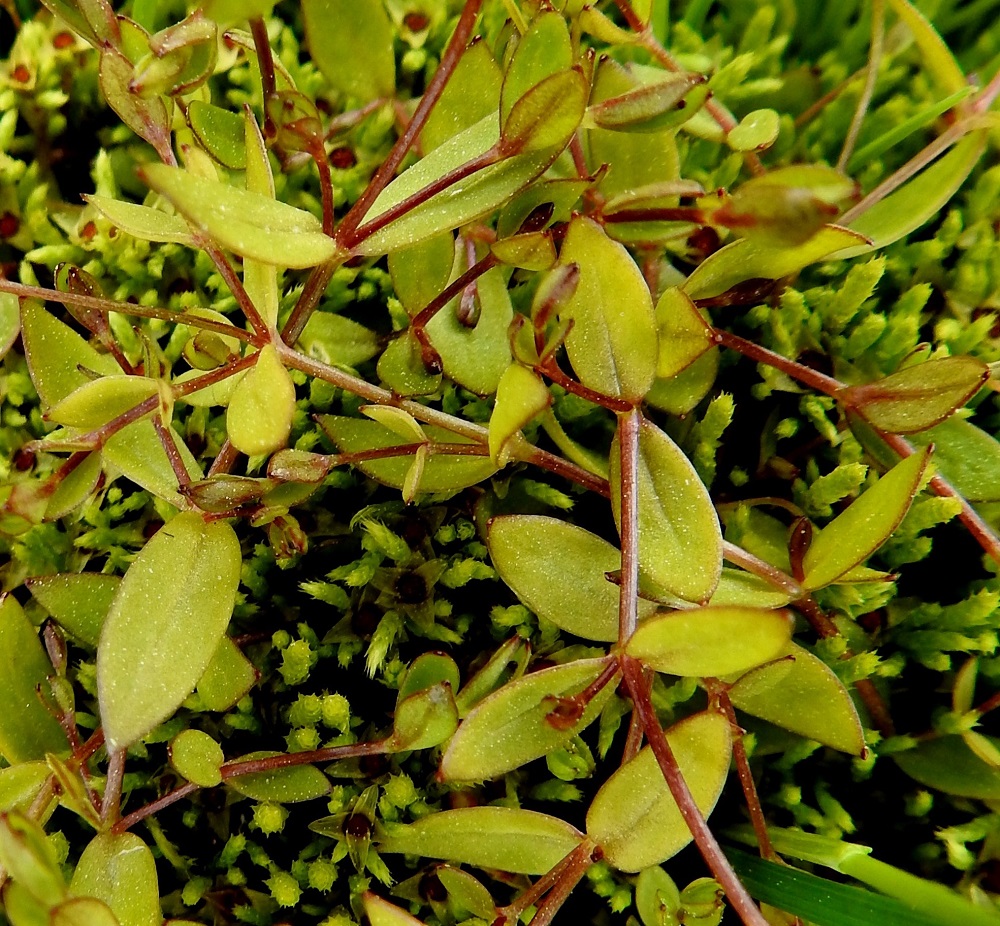 Stellaria crassifolia - lettotähtimön lehdet ovat ruodittomat, kapeanpuikeat tai soikeahkot ja suippokärkiset. Ne ovat vihreät, kaljupintaiset, tavallisesti noin 6-25 mm pitkät ja leveimmältä kohtaa noin 2-6 mm leveät. Harvinaisella merenrantamuunnoksella, merilettotähtimöllä, var. minor, lehdet ovat keskimäärin kapeammat kuin kuvassa olevalla pohjanlettotähtimöllä. 7.7.2025. Copyright Hannu Kämäräinen.