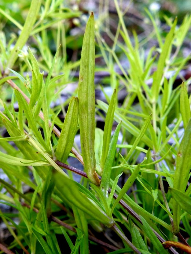Stellaria longifolia - metsätähtimön lehdet ovat yksisuoniset ja muuten kaljut, mutta niiden tyvi on aika usein laidoiltaan karvaripsinen. Kuvan yksilössä ripsisyys on hyvin vähäistä. Varret ovat hoikat, nelisärmäiset ja kaljut. Copyright Hannu Kämäräinen.