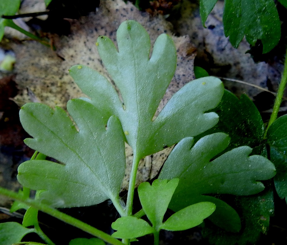 Adoxa moschatellina - (lehto)tesmayrtin lehdet ovat alapuolelta harmahtavanvihreät ja yläpinnan tavoin kaljut. 1.6.2025. Copyright Hannu Kämäräinen.
