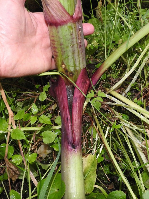 Angelica archangelica subsp. archangelica - pohjanväinönputken varsi on jopa 3-4 cm paksu. Kuvassa alimpana näkyy tyvilehden ruoti, joka avoimen tupen jälkeen on liereä. Tämä on merkittävä ero karhunputkeen, jonka lehtiruoti on kouruinen. 20.7.2023. Copyright Hannu Kämäräinen.