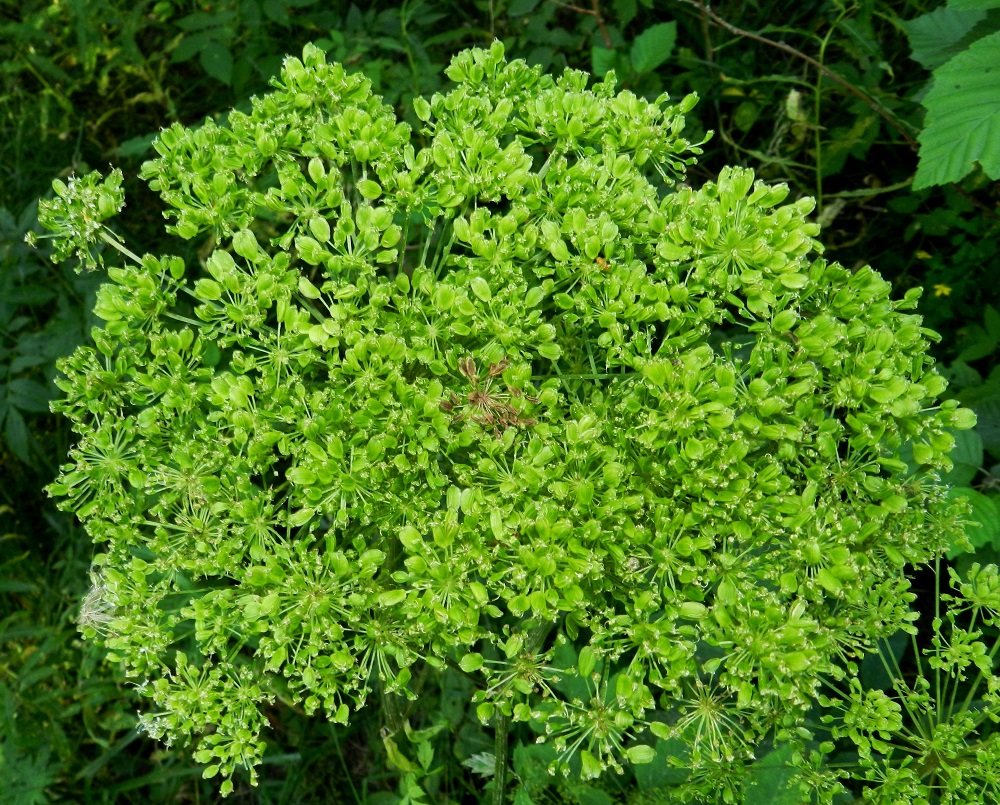 Angelica sylvestris - (niitty)karhunputken hedelmät ovat aluksi vihreät tai punasävyiset ja lopulta ruskeat. Hienoksi jauhettujen, kypsien hedelmien sirotteella karkotettiin ennen vanhaan päätäitä. Kookkaalle kasville on aikojen kuluessa löydetty myös monenlaista muuta hyötykäyttöä ravinto- ja rohtokasvina. EH, Hämeenlinna, Majalahti, Hirsimäki, metsässä kulkevan maakaasulinjan pohja Louhoksentien koillispuolella, 17.8.2012. Copyright Hannu Kämäräinen.