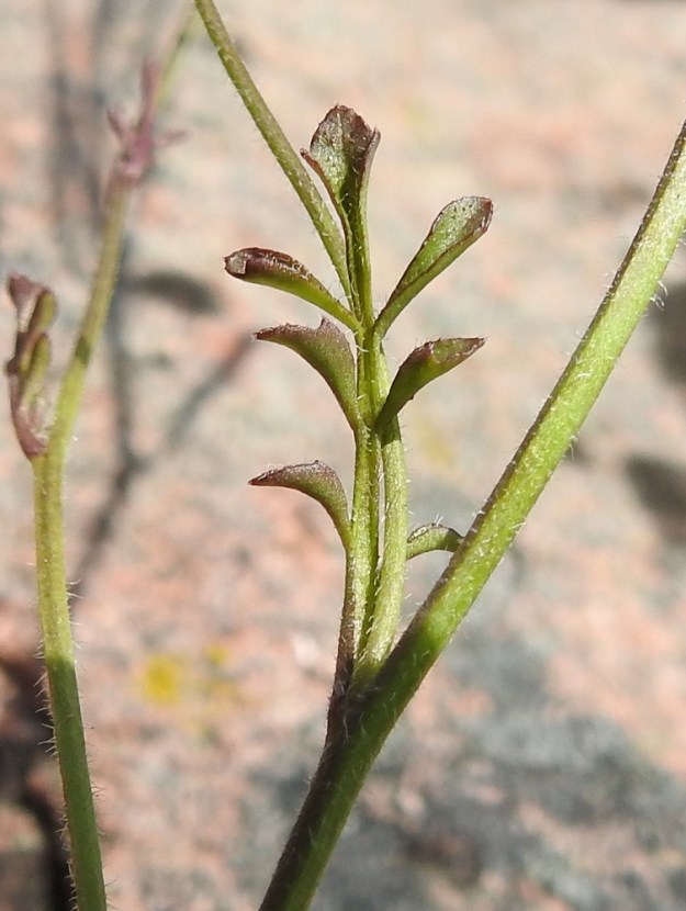 Cardamine hirsuta - mäkilitukalla on yleensä kahdesta neljään varsilehteä, ja ne ovat kierteisesti. Varsilehdet ovat ruusukelehtien tavoin parilehdykkäiset. Varsilehtien kärkilehdykkä on kulmikkaan vastapuikea, kapean vastapuikea tai suikeahko ja noin 2-15 mm pitkä sekä leveimmältä kohtaa noin 1-10 mm leveä. Sivulehdykkäpareja on useimmiten kahdesta neljään. Sivulehdykät ovat ruusukelehtien lehdyköiden tavoin ruodilliset ja lähes kärkilehdykän malliset mutta pienemmät. Lehdykät ovat alta kaljuhkot ja yläpuolen laidoilta ripsikarvaiset. A, Lemland, Nåtö, saaren pohjoisosan itälaita, luonnonsuojelualue, Själskata, kallioisen niemekkeen rantaketo, 18.5.2025. Copyright Hannu Kämäräinen.