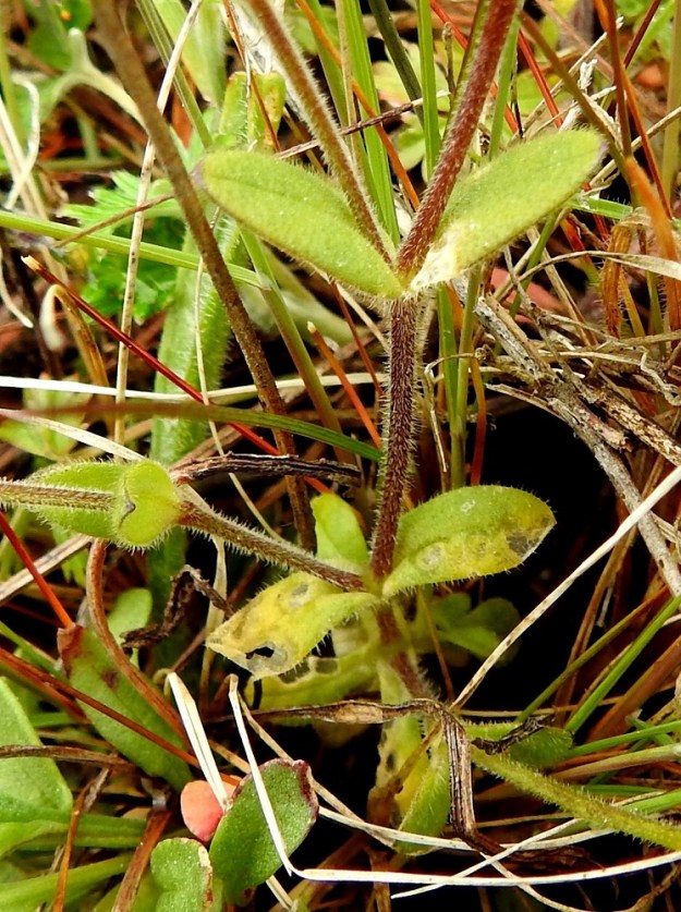 Cerastium glutinosum - tahmahärkin lehdet ovat vastakkaiset ja ruodittomat. Ne ovat puikeat, soikeat tai toisinaan myös suikeahkot, tylppä- tai lyhyen suippokärkiset ja yleensä noin 3-15 mm pitkät sekä leveimmältä kohtaa noin 1,5-6 mm leveät. Varsien ja tyvihaarojen alaosat ovat lyhyempien nystykarvojen lisäksi myös tiheästi siirottavan hapsikarvaiset. 23.5.2025. Copyright Hannu Kämäräinen.