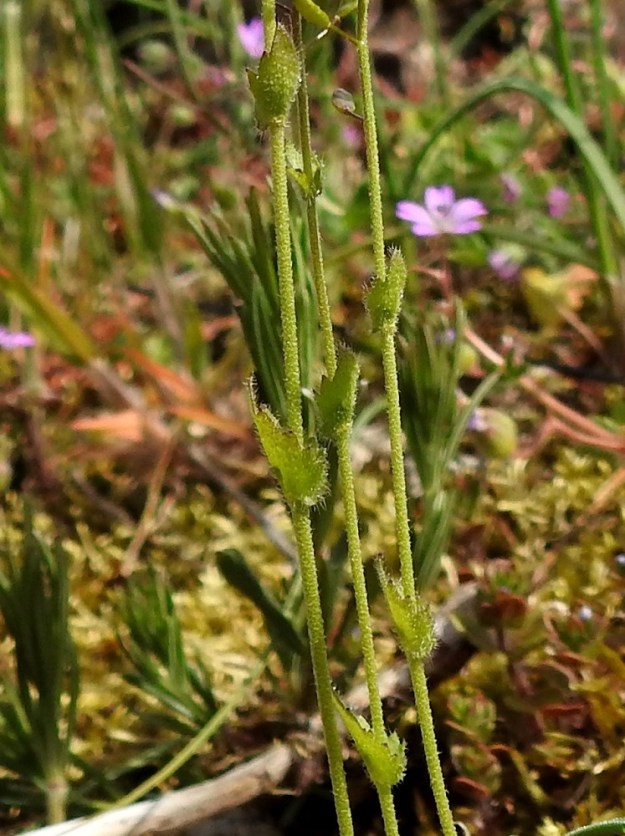 Drabella muralis - vallikynsikön varsilehdet ovat kierteisesti, ja niitä on noin varren puoliväliin saakka. Ne ovat ruodittomat, sepivät, lähinnä leveähkön puikeat ja leveätyviset. 18.5.2025. Copyright Hannu Kämäräinen.