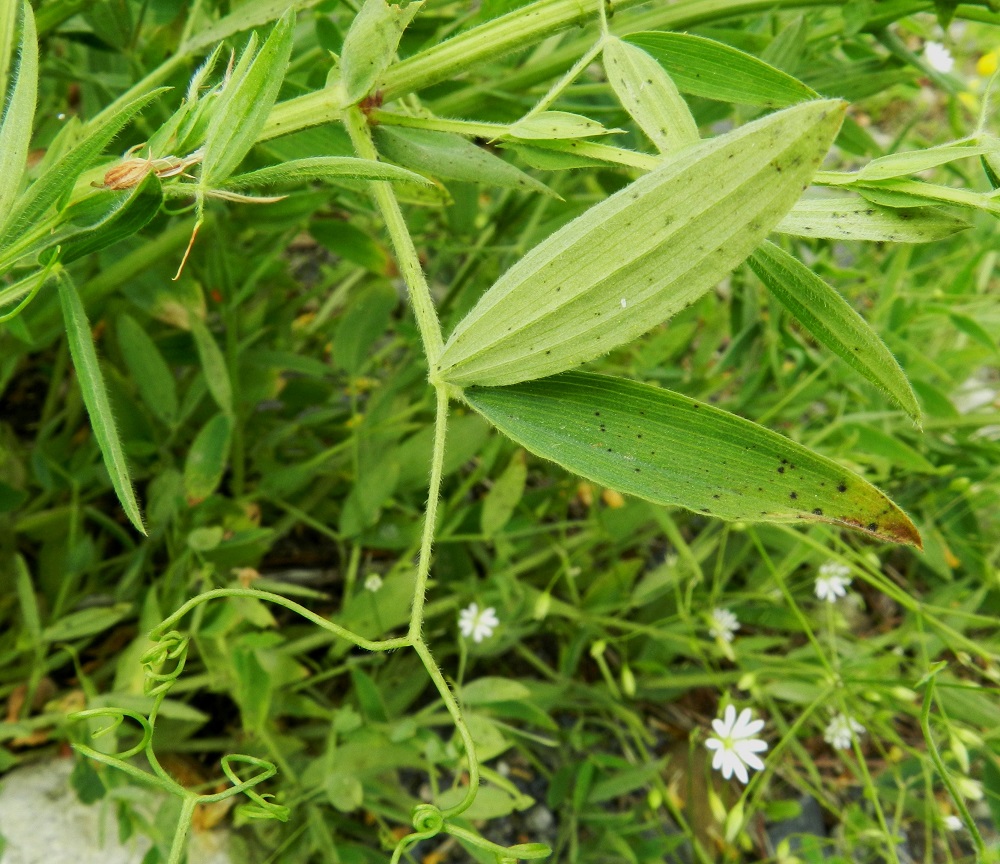 Lathyrus pratensis - niittynätkelmän lehtiruodin tyvellä olevat korvakkeet ovat kapeanpuikeat, suipon teräväkärkiset, keihästyviset ja yleensä noin 5-30 mm pitkät ja leveimmältä kohtaa noin 2-9 mm leveät. Lavan lehdykät ovat lähes ruodittomat, suikeat tai kapeansoikeat, suipon teräväkärkiset ja ehytlaitaiset sekä silposuoniset. Ne ovat tavallisesti noin 15-45 mm pitkät ja leveimmältä kohtaa noin 3-10 mm leveät. Kärhi on haarova ja noin 20-50 mm pitkä. Korvakkeet, ruodit, lehdykät ja kärhet ovat vihreät sekä tiheähkösti karvaiset. Varsi on särmikäs, alaosastaan kalju ja ylempää karvainen. EH, Hämeenlinna, Majalahti, Louhoksentien varren maanläjitysalue, kaakkoispää, vanhan täyttöalueen tasattu, niityksi muuttunut lakialueen laita, 8.7.2012. Copyright Hannu Kämäräinen.