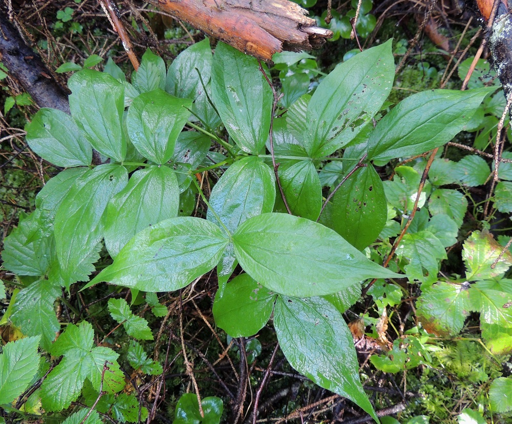 Lathyrus vernus - kevätlinnunherneen lehtilapa on parilehdykkäinen, yleensä noin 5-10 cm pitkä ja leveimmältä kohtaa noin 5-12 cm leveä. Vastakkain olevia lehdyköitä on kahdesta neljään paria. Ne ovat lähes ruodittomat, puikeat, pitkäsuippuisen teräväkärkiset ja ehytlaitaiset sekä pääsuoniltaan silposuoniset. Lehdykät ovat tavallisesti noin 30-60 mm pitkät ja leveimmältä kohtaa noin 10-30 mm leveät. V, Salo, Suomusjärvi, Lemula, Lemulanrinne, lehtometsä, luonnonsuojelualue, 31.7.2015. Copyright Hannu Kämäräinen.