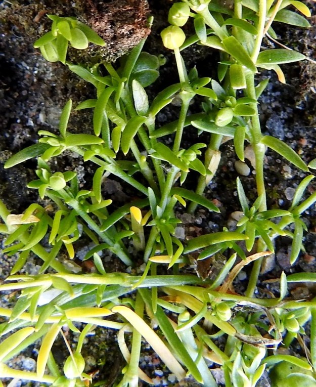 Sagina procumbens - rentohaarikon varsilehdet ovat usein jossain määrin käyrät ja otapäiset sekä yleensä nivelväliä lyhyemmät. Pituutta niillä on tavallisesti noin 3-10 mm ja leveyttä noin 0,5-1,2 mm. Kaikki lehdet ovat tavallisimmin kaljut tai joskus karvalaitaiset. Kuvan vasemmassa yläkulmassa oleva, kukkia jo väsäävä minitaimi ilmentää lisääntymisen kykyä ja tärkeyttä. EH, Hämeenlinna, Loimalahti, Hirsimäki, Näsiäntien varsi, päällysterako, 18.6.2020. Copyright Hannu Kämäräinen.