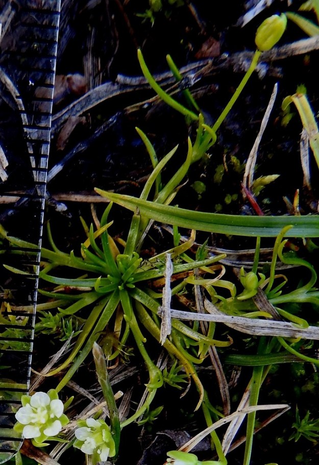 Sagina saginoides - tunturihaarikon varsilehdet ovat yhdistyvisesti pareittain vastakkain. Ne ovat ruusukelehtien kaltaiset, yleensä noin 3-10 mm pitkät ja noin 0,3-1 mm leveät. Niin ruusuke- kuin varsilehtienkin kärjessä on hyvin lyhyt ota. 6.7.2025. Copyright Hannu Kämäräinen.