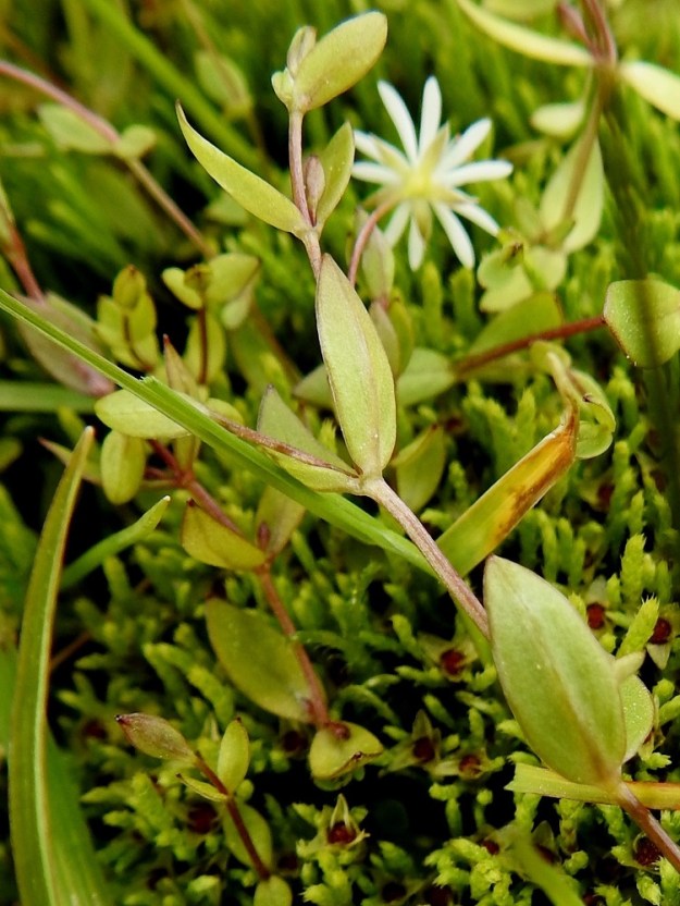Stellaria crassifolia - lettotähtimön lehdet ovat paksuhkot ja myös alapuolelta kaljut. Ne ovat ehyt- ja sileälaitaiset. 7.7.2025. Copyright Hannu Kämäräinen.