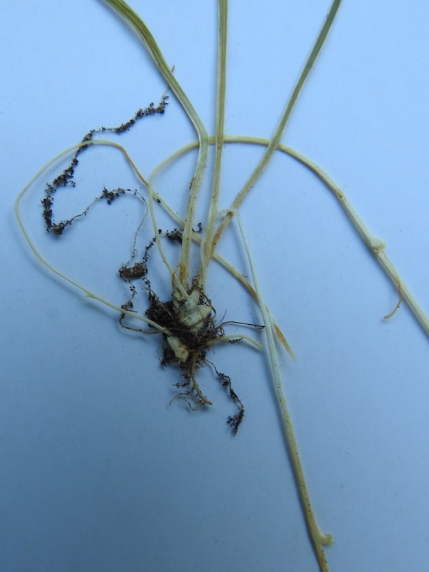 Adoxa moschatellina - (lehto)tesmayrtin juurakko on pysty, lyhyt ja pinnaltaan vaalean möyheäsuomuinen. EH, Hattula, Retulansaari, Yli- ja Ali-Kartanon taloryhmän eteläpuolella olevan ketolaidunalueen eteläpäässä oleva rantalehto, 17.5.1993. Kuva näytteestä, copyright Hannu Kämäräinen.