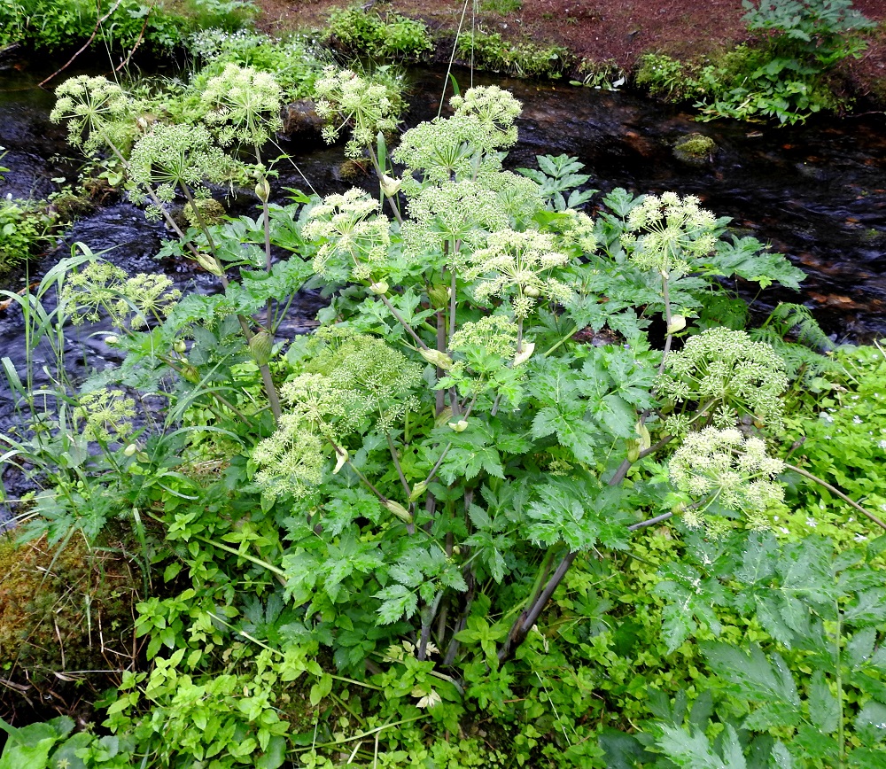 Angelica archangelica subsp. archangelica - pohjanväinönputki on alkuperäinen Suomessa. Se on yleinen tai yleisehkö Enontekiön Lapin ja Inarin Lapin sekä harvinaisempi Kittilän Lapin ja Sompion Lapin eliömaakunnissa. Hyvin harvinainen se on Perä-Pohjanmaan, Koillismaan, Oulun Pohjanmaan ja Etelä-Hämeen eliömaakunnissa. Lisäksi muutamista muista eliömaakunnista on joitakin viljelyyn perustuvia karkulaishavaintoja. 20.7.2023. Copyright Hannu Kämäräinen.