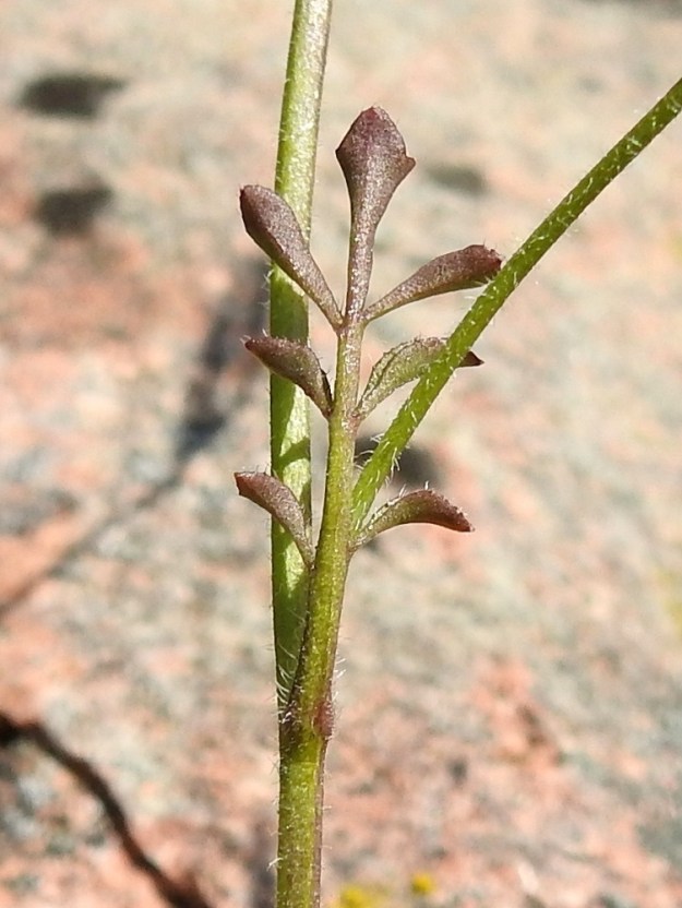 Cardamine hirsuta - mäkilitukan varsilehdet ovat korvakkeettomat ja ruodilliset sekä tavallisesti noin 0,5-4 cm pitkät ja noin 0,3-1,5 cm leveät. Ruodin osuus pituudesta lyhenee latvaa kohti ollen enimmillään noin 0,5 cm. A, Lemland, Nåtö, saaren pohjoisosan itälaita, luonnonsuojelualue, Själskata, kallioisen niemekkeen rantaketo, 18.5.2025. Copyright Hannu Kämäräinen.
