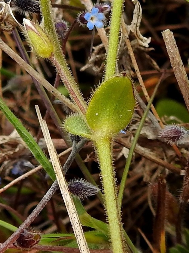 Cerastium glutinosum - tahmahärkin lehdet ovat lyhyen nystykarvaisuuden lisäksi pinoiltaan ja laidoiltaan myös pitemmästi hapsikarvaiset. Kukkien verholehdet ovat varsilehtien tavoin nysty- ja pitkän hapsikarvaiset. 23.5.2025. Copyright Hannu Kämäräinen.