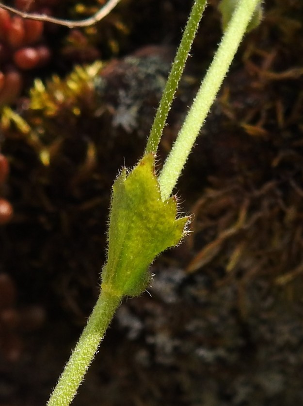 Drabella muralis - vallikynsikön varsilehdet ovat laidoiltaan terävähampaiset, yleensä noin 5-20 mm pitkät ja leveimmältä kohtaa noin 3-10 mm leveät. Ne ovat ruusukelehtien tavoin molemmin puolin tiheästi tähtikarvaiset sekä erityisesti laidoiltaan myös hapsikarvaiset. 18.5.2025. Copyright Hannu Kämäräinen.