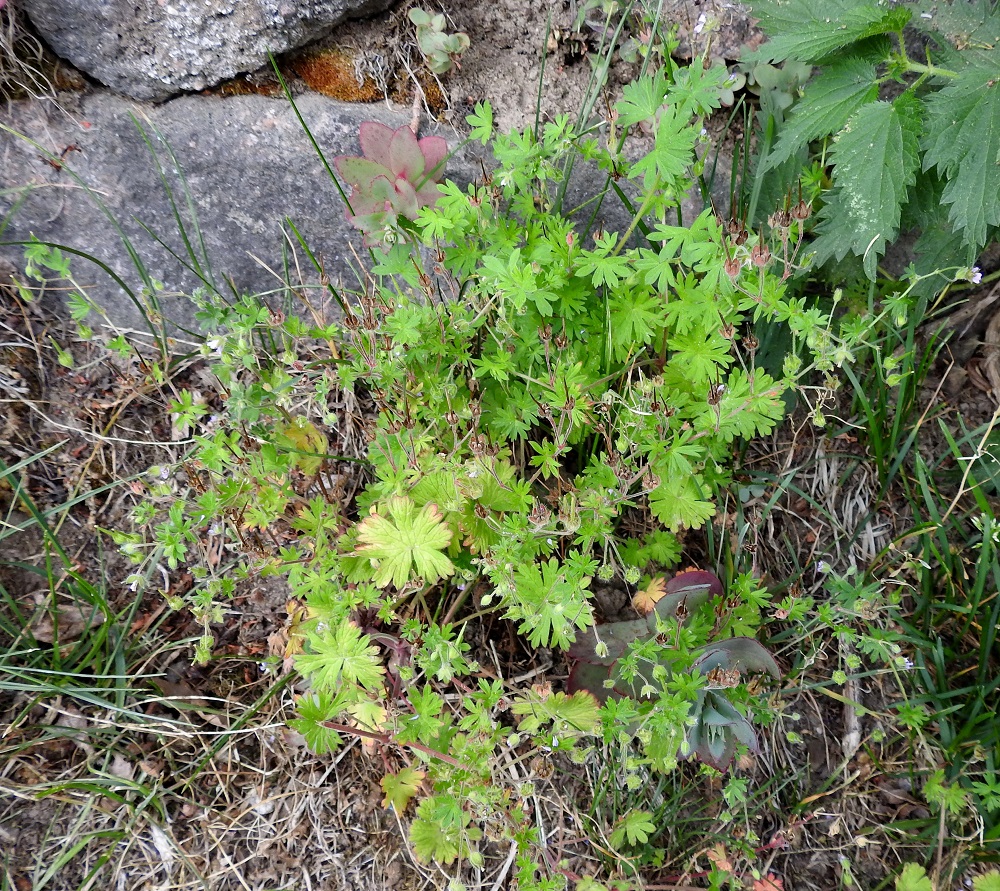 Geranium pusillum - pihakurjenpolvi on Suomessa muinaistulokas, joka on yleinen tai yleisehkö Ahvenanmaan, Varsinais-Suomen ja Uudenmaan eliömaakunnissa sekä harvinaisehko Etelä-Hämeen eliömaakunnassa. Lisäksi lajia tavataan satunnaisempana uustulokkaana etelästä päin Oulun Pohjanmaan ja Kainuun eliömaakuntiin saakka. Kasvupaikkoina ovat lähinnä kalliot ja niiden reunuskedot, kuivat rinneniityt, kylvönurmikot, piha-alueet ja puutarhat, vanhat kirkkotarhat, lastauspaikat sekä maan- ja lumenkäsittelyalueet. EH, Hämeenlinna, Renko, keskusta, Rengonraitin varsi kirkkotarhan laitamuurin juurella, 23.6.2024. Copyright Hannu Kämäräinen.
