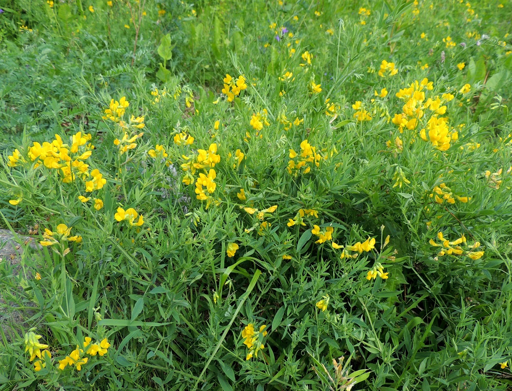 Lathyrus pratensis - niittynätkelmä on Suomessa alkuperäinen tai muinaistulokas ja hyvin yleinen laji etelästä päin Kainuun, Oulun Pohjanmaan ja Perä-Pohjanmaan eliömaakuntiin saakka. Tämän linjan pohjoispuolella se on lähes yleisehkö tai harvinainen uustulokas. EH, Hämeenlinna, Loimalahti, Hirsimäki, omakotialue, Näsiäntien varren niityksi kehittynyt pihanurmialue, 23.6.2013. Copyright Hannu Kämäräinen.