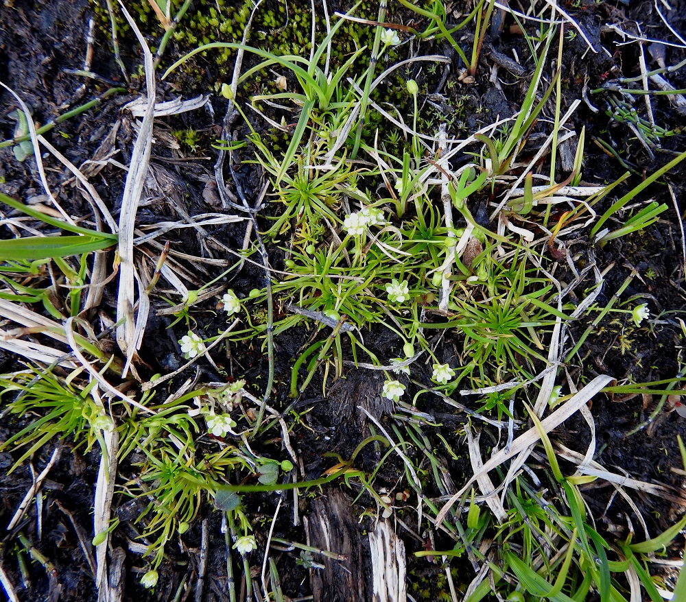 Sagina saginoides - tunturihaarikko on alkuperäinen Suomessa. Se on harvinainen Enontekiön Lapin ja Inarin Lapin sekä hyvin harvinainen Kittilän Lapin ja Sompion Lapin eliömaakunnissa. Kasvupaikkoina ovat lähinnä tunturiseutujen lumenviipymäalueet, valuvesirinteet, joen- ja puronvarsisoraikot sekä hyvin harvoin tienvarsiojat ja kyläkentät. 6.7.2025. Copyright Hannu Kämäräinen.