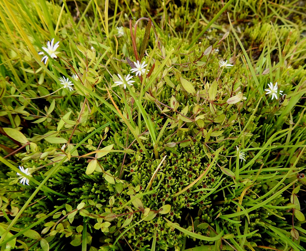 Stellaria crassifolia - lettotähtimö on Suomessa alkuperäinen laji, ja sen normaali kukinta-aika on heinä- ja elokuu. Kuvassa olevan pohjanlettotähtimön esiintymisalueen eteläraja kulkee Etelä-Pohjanmaan, Keski-Pohjanmaan ja Kainuun eliömaakunnissa. Se on runsaimmillaan Perämeren rannikkoalueilla sekä Kittilän ja Sompion Lapin eliömaakunnissa. Muualla esiintymisalueellaan muunnos on harvinainen tai harvinaisehko. Se on myös taantunut koko esiintymisalueellaan. Merilettotähtimö kasvaa varmuudella vain Varsinais-Suomen ja Uudenmaan eliömaakuntien rannikolla hyvin harvinaisena. 7.7.2025. Copyright Hannu Kämäräinen.