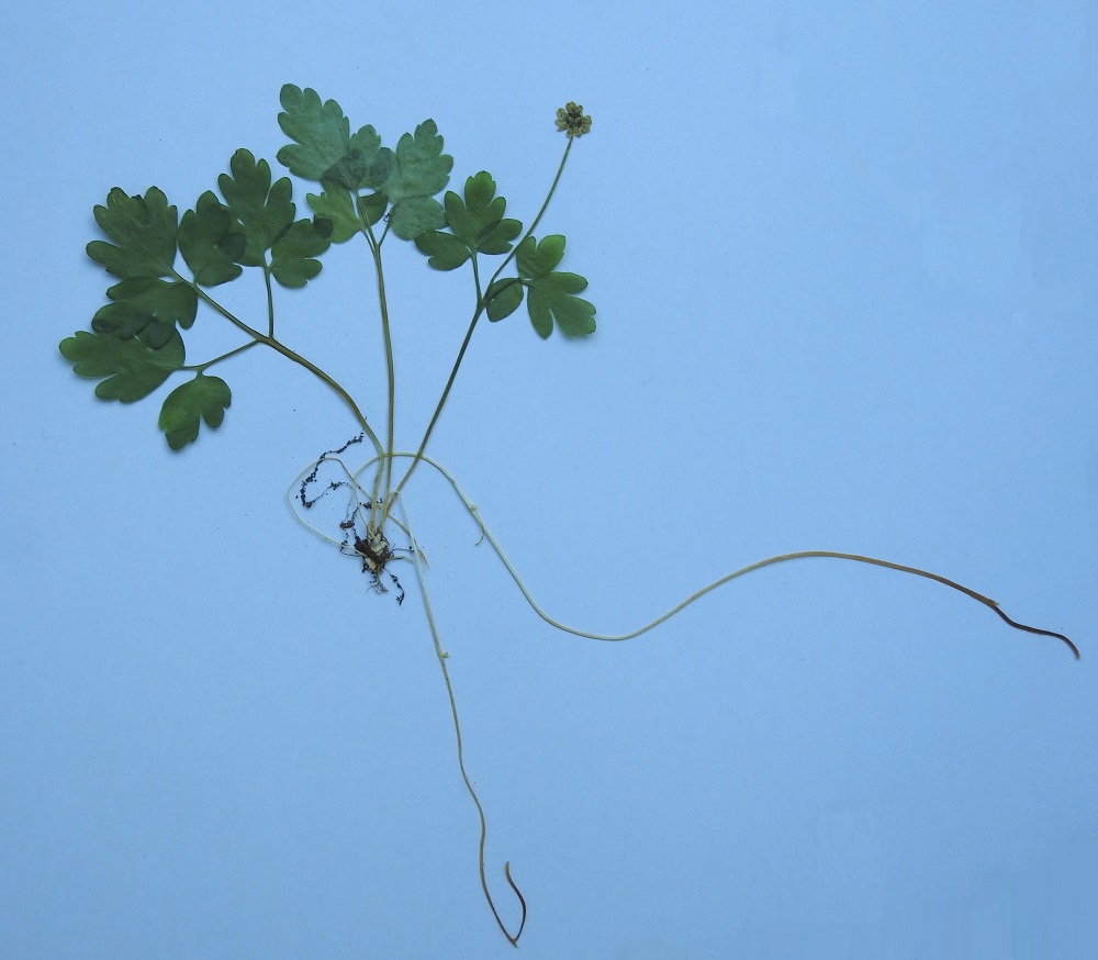 Adoxa moschatellina - (lehto)tesmayrtin juurakko pienuudestaan huolimatta kasvattaa useita, jopa 10-20 cm pitkiä, vaaleita ja ohuita rönsyjä, jotka suikertavat karikkeessa ja pintamullassa. Ne kasvattavat uusia versonalkuja levittäen emokasviaan laajemmalle. EH, Hattula, Retulansaari, Yli- ja Ali-Kartanon taloryhmän eteläpuolella olevan ketolaidunalueen eteläpäässä oleva rantalehto, 17.5.1993. Kuva näytteestä, copyright Hannu Kämäräinen.