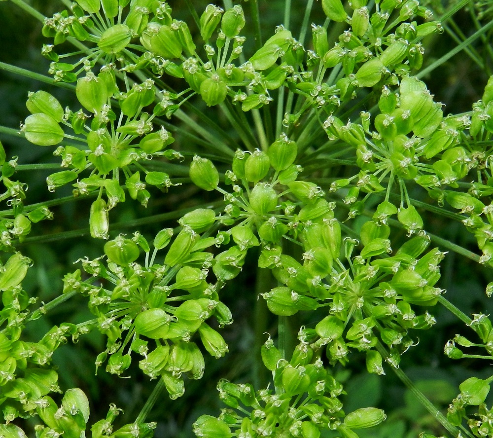 Angelica sylvestris - (niitty)karhunputken hedelmä on kaksilohkoinen lohkohedelmä, joka on pitkulainen tai hieman vastapuikea, litteä, noin 4-5 mm pitkä ja leveämmältä sivultaan noin 3-4 mm leveä. Sen reunaharju on ohuen siipipalteinen sekä kolme selkäharjua matalat ja tylpät. Hedelmän kärjessä säilyvät paksutyviset emin vartalot. EH, Hämeenlinna, Majalahti, Hirsimäki, metsässä kulkevan maakaasulinjan pohja Louhoksentien koillispuolella, 17.8.2012. Copyright Hannu Kämäräinen.
