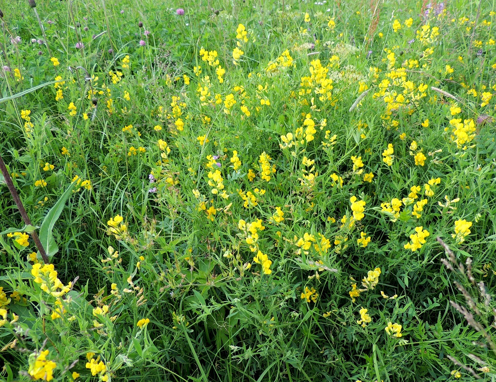 Lathyrus pratensis - niittynätkelmän kasvupaikkoina ovat lähinnä niityt, pellot, pientareet, metsänlaiteet ja ruohopohjaiset metsät sekä pihat, puutarhat, joutomaat ja muu asutuksen ympäristö. EH, Hämeenlinna, Vuorentaka, laaja peltoaukea, Hämeen Härkätien (tie 2855) varsi lähellä Perä-Tertin tien risteystä, 26.6.2013. Copyright Hannu Kämäräinen.