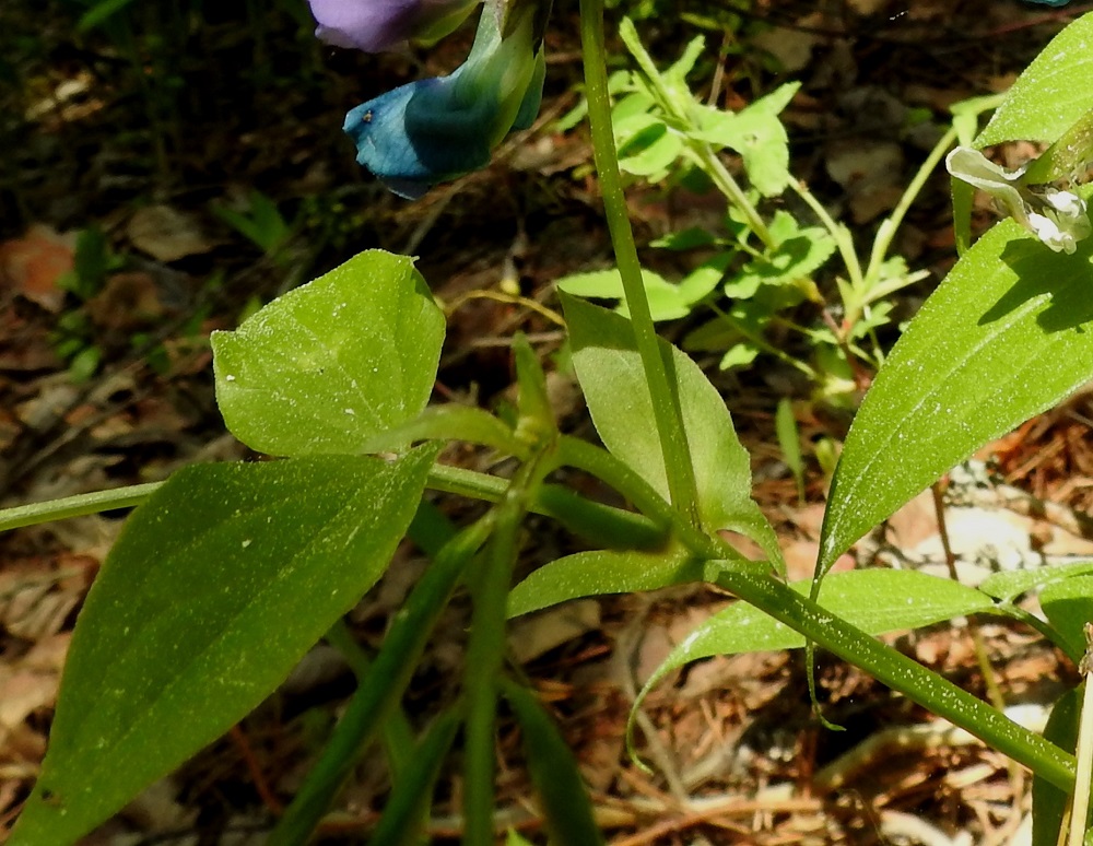 Lathyrus vernus - kevätlinnunherneen korvakkeet ovat kapeahkonpuikeat, suipon teräväkärkiset, ulkosivultaan tavallisesti toispuolisen keihästyviset ja yleensä noin 10-25 mm pitkät sekä leveimmältä kohtaa noin 3-8 mm leveät. Lehtiruoti on useimmiten noin 10-20 mm pitkä. EH, Hämeenlinna, Pullerinmäki, Ahvenistonharju, harjumetsärinne hyppyrimäen tyvimontun pohjoispuolella, 10.6.2017. Copyright Hannu Kämäräinen.