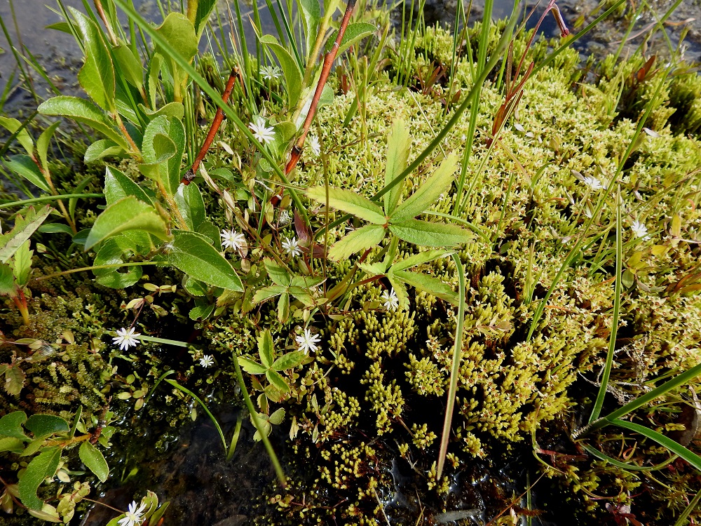 Stellaria crassifolia - lettotähtimön kasvupaikkoina ovat lähinnä koivuletot, lettoniityt, lähteiköt, puronvarret, luhtarannat ja märät rantaniityt sekä merenrantojen rakkolevävallit. Juuri rakkolevävalleille keskittyvä merilettotähtimö on viimeisimmässä uhanalaisuusarvioinnissa todettu erittäin uhanalaiseksi (EN). 7.7.2025. Copyright Hannu Kämäräinen.