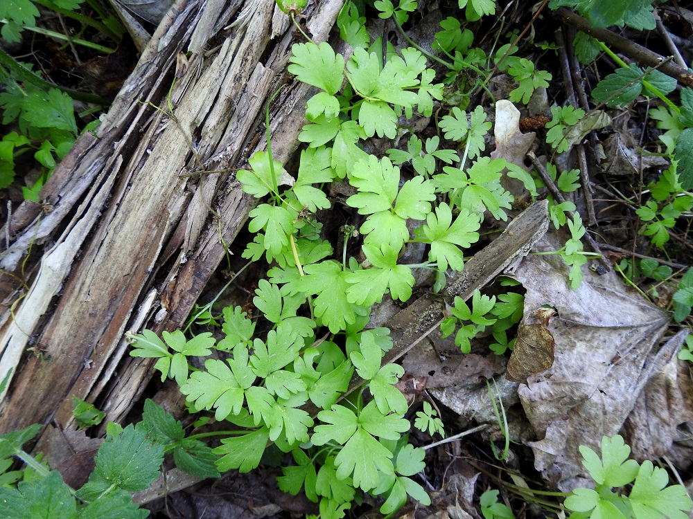 Adoxa moschatellina - (lehto)tesmayrtin kasvupaikkoina ovat lähinnä varjoisat, multavat lehdot, lehtokivet ja -kalliot, savikkojokien ja -purojen rantalehdot sekä pohjoisessa myös lähdepurojen varret. 1.6.2025. Copyright Hannu Kämäräinen.