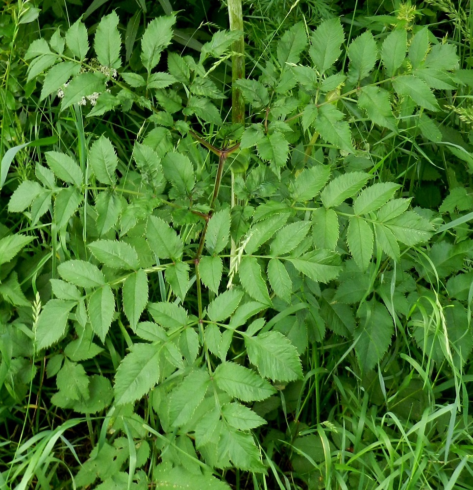 Angelica sylvestris - (niitty)karhunputken lehtilapa on kolmiomainen, kahdesta kolmeen kertaa parilehdykkäinen ja ylimpiä lehtiä lukuun ottamatta tavallisesti noin 10-50 cm pitkä sekä tyviosastaan suunnilleen saman levyinen. EH, Hämeenlinna, Vuorentaka, Lakee, Hirsimäenkadun laitapiennar tien alittavan Myllyojan itäpuolella, 5.7.2011. Copyright Hannu Kämäräinen.