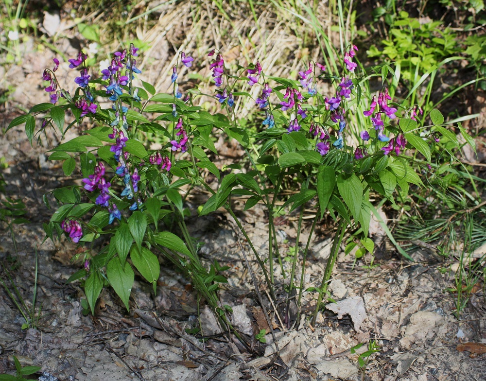 Lathyrus vernus - kevätlinnunherne on Suomessa alkuperäinen ja yleinen laji Ahvenanmaan, Varsinais-Suomen, Uudenmaan, Etelä-Karjalan, Satakunnan ja Etelä-Hämeen eliömaakunnissa sekä harvinaisempi tai harvinainen pohjoisempana Keski-Pohjanmaan ja Kainuun eliömaakuntiin saakka. Kasvupaikkoina ovat lähinnä lehdot, lehtoniityt, harjurinteet ja tuoreet metsät EH, Pälkäne, Äimälä, Lassila, lehtometsän laide Äimäläntien varressa, 25.5.2009. Copyright Hannu Kämäräinen.