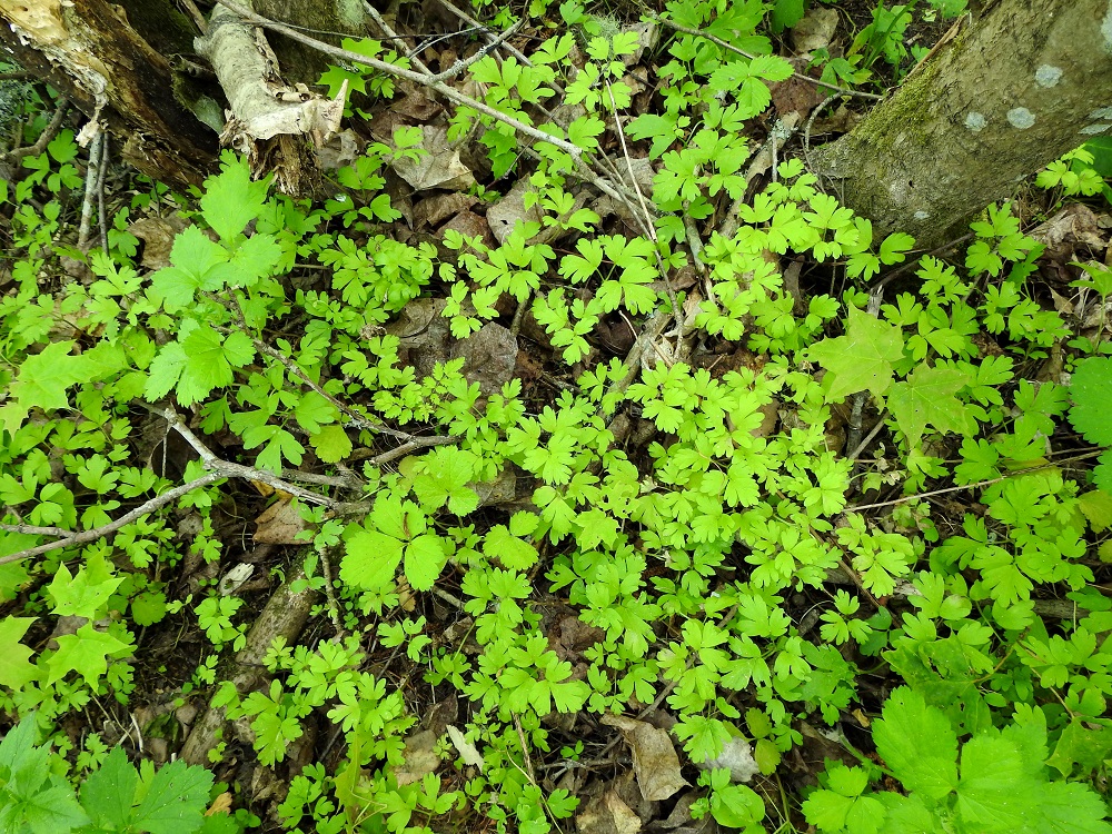 Adoxa moschatellina - (lehto)tesmayrtti on alkuperäinen Suomessa. Sen esiintymisalue on kaksijakoinen. Eteläisempi alue yltää Satakunnan, Etelä-Hämeen, Etelä-Savon ja Pohjois-Karjalan eliömaakuntiin saakka. Pohjoisempi alue rajoittuu Perä-Pohjanmaan, Koillismaan ja Sompion Lapin eliömaakuntiin. Havaintoja on Kasviatlaksen mukaan enemmän Ahvenanmaan, Varsinais-Suomen, Uudenmaan, Satakunnan ja Etelä-Hämeen eliömaakunnista. Muualla esiintymisalueellaan laji on hyvin harvinainen. Lisäksi tuoreempia uustulokashavaintoja on Keski-Pohjanmaan eliömaakunnasta. 1.6.2025. Copyright Hannu Kämäräinen.