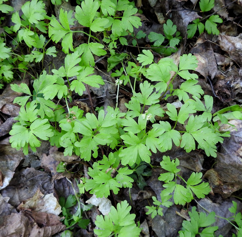 Adoxa moschatellina - (lehto)tesmayrtti on monivuotinen, pieni ja hento ruoho, joka on sukunsa ainoa laji. Sitä ei ainakaan kukkivana helposti sekoita muihin lajeihin. U, Helsinki, Haltiala, Niskala, arboretumalueen luonnonsuojelualue, pohjoislaita, lehtoinen, loiva rinne, 1.6.2025. Ellei toisin mainita, kuvat ovat tältä samalta kasvupaikalta. Copyright Hannu Kämäräinen.