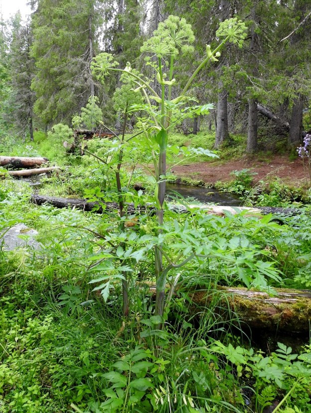 Angelica archangelica subsp. archangelica - pohjanväinönputki on monivuotinen, kerran kukkiva, vankka ja pysty sekä tavallisesti noin 150-200 cm korkea ruoho. KiL, Kolari, Äkäslompolo, Kellostapulin ja Ylläksen välinen Varkaankuru, luonnonsuojelualue, Varkaanojan ranta kohdassa, jossa luontopolku ylittää puron, 280 m mpy, 20.7.2023. Koko kuvasarja on samalta kasvupaikalta. Copyright Hannu Kämäräinen.